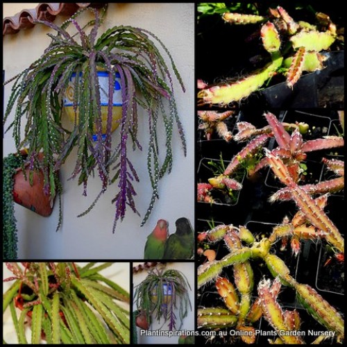 Hurricane Mistletoe Cactus 1 Plants Jungle Lepismium cruciforme